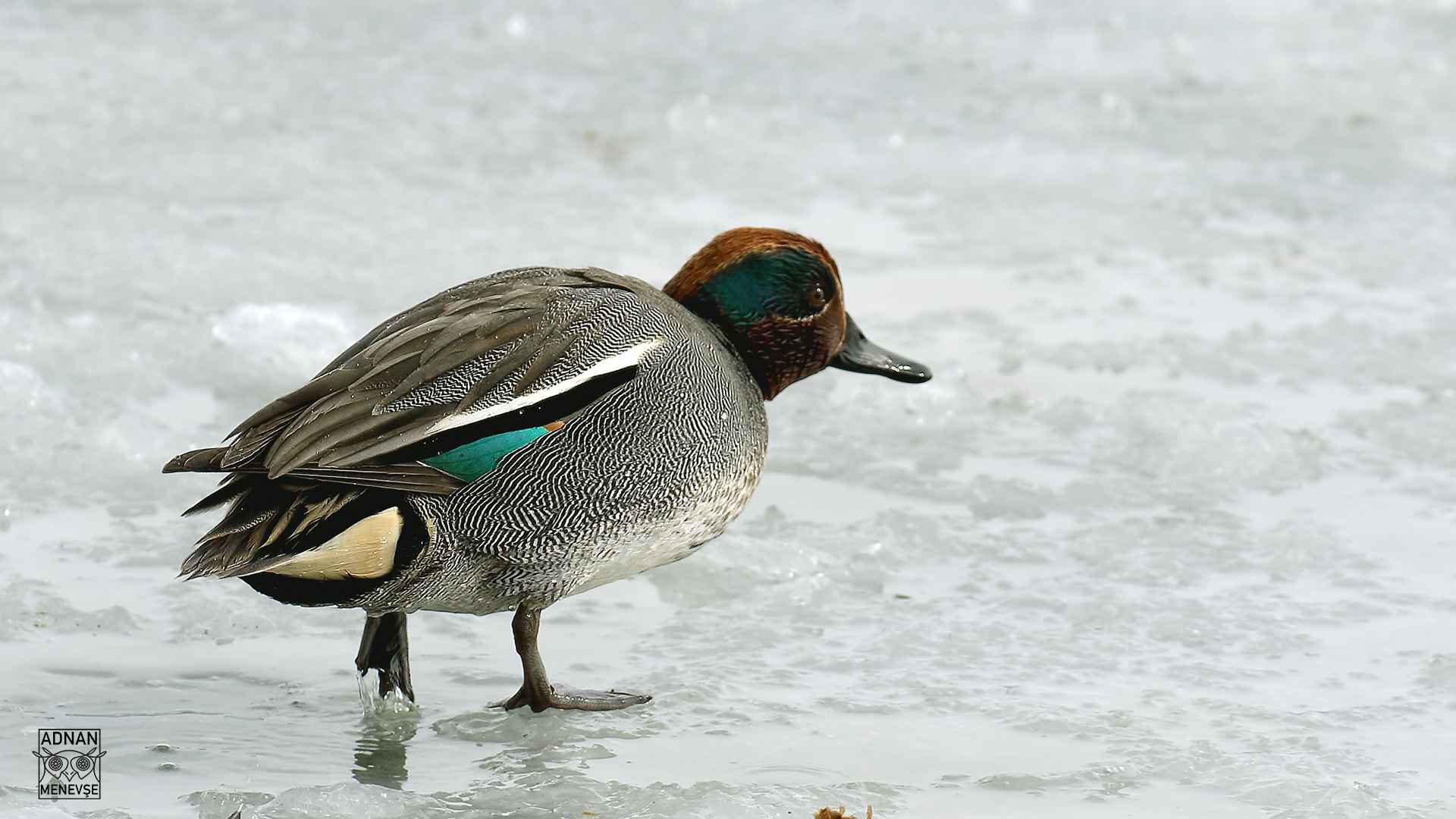 Green-winged Teal